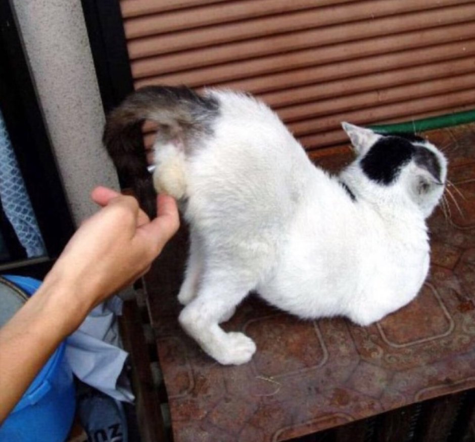 Смешные кошачьи яйца