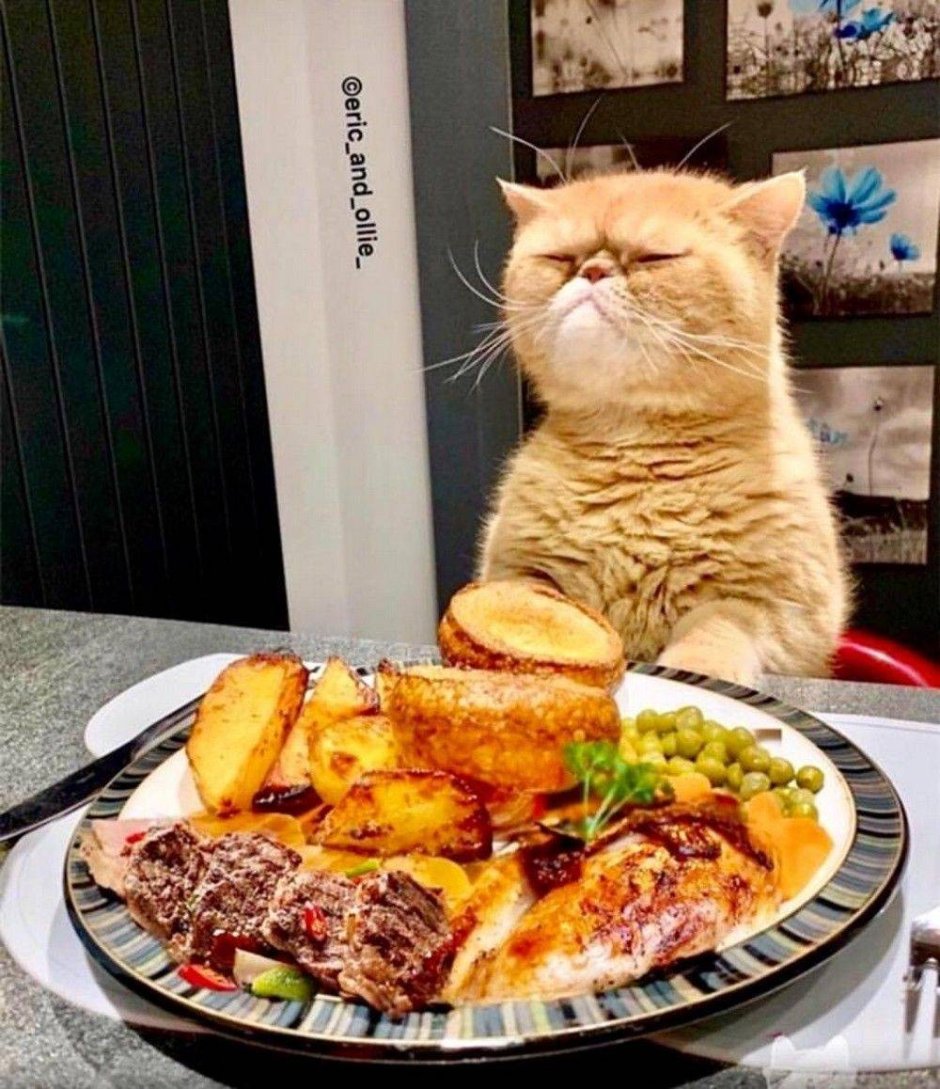 Кот юмор