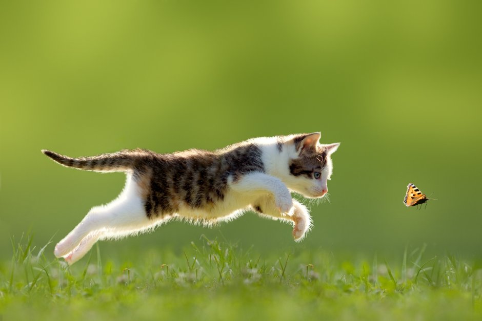 Котенок прыгает