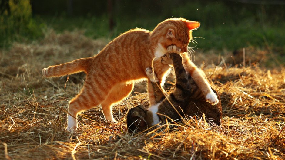 Котята дерутся