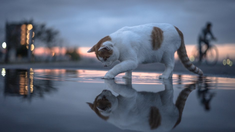 Кошка в луже