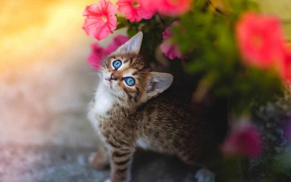 Милые котики