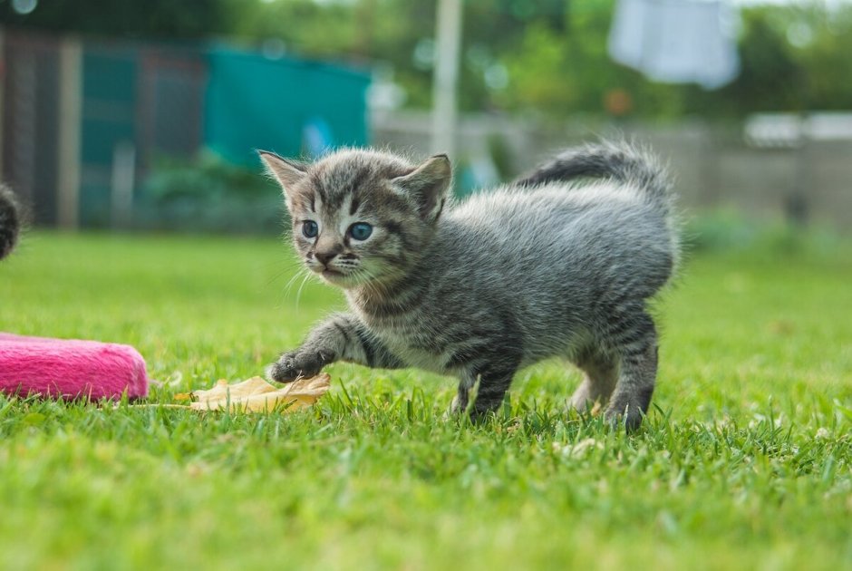 Играющий котенок