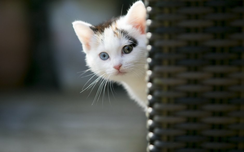 Котенок выглядывает