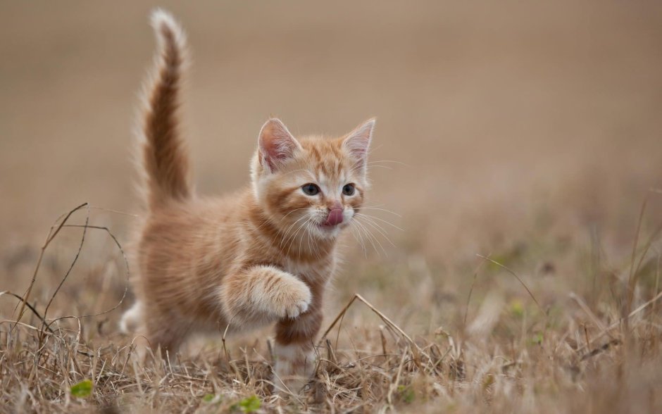 Котята фото