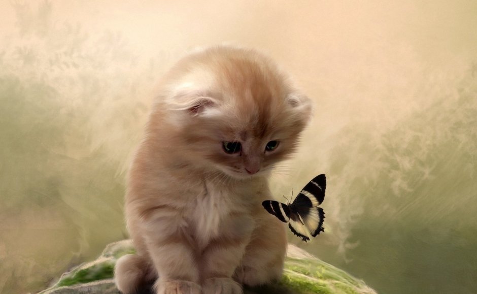 Маленький котенок