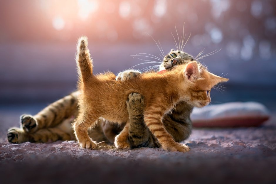 Котята играются