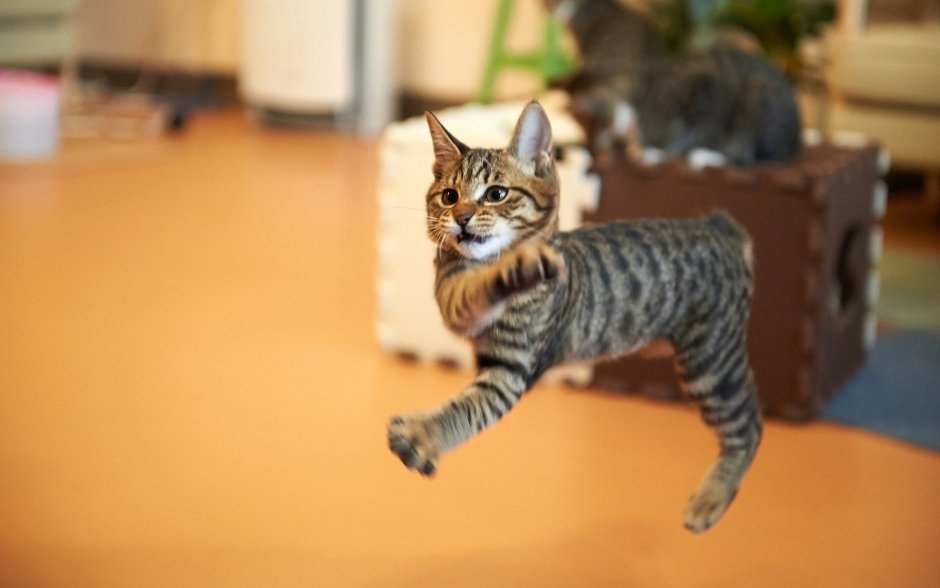 Котенок убегает