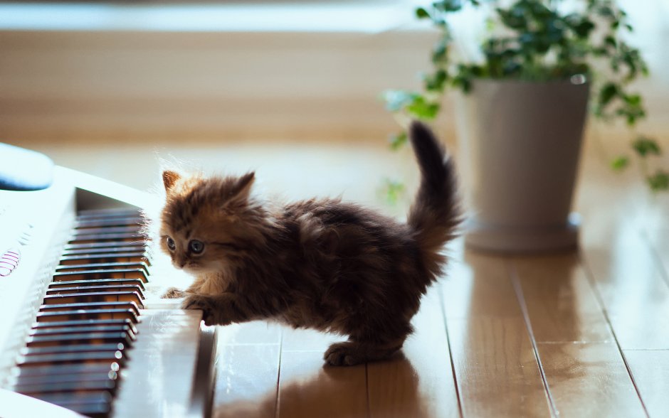 Котик играющий на пианино