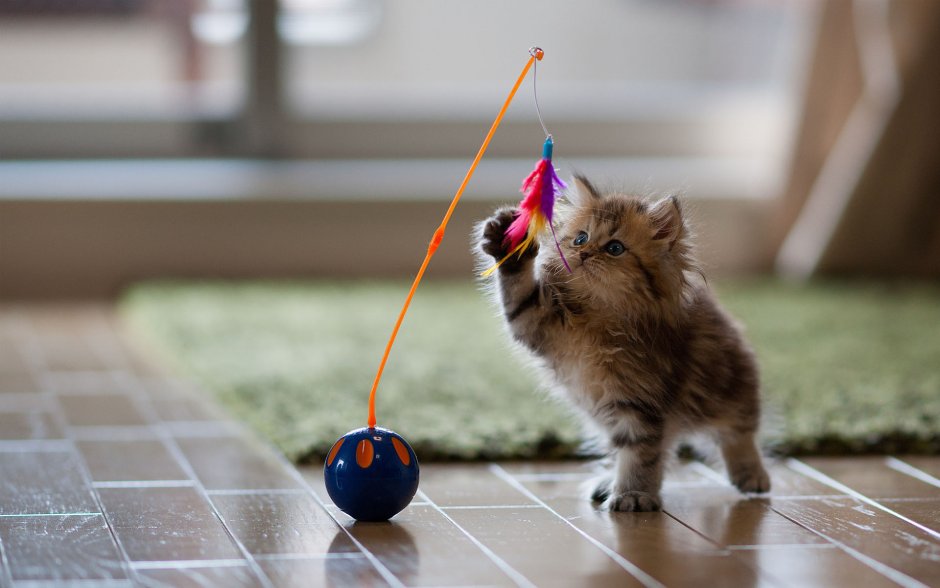 Кошка играет