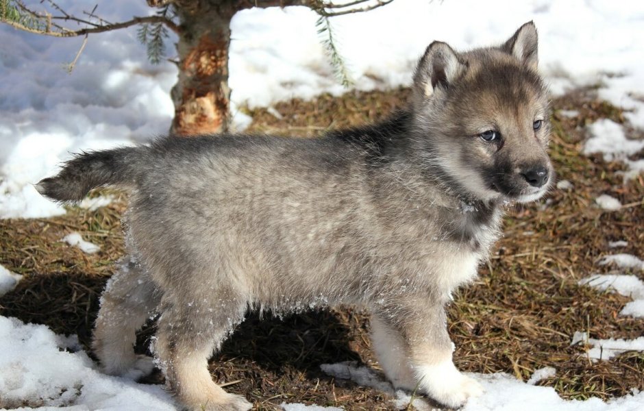 Волкособ с лайкой