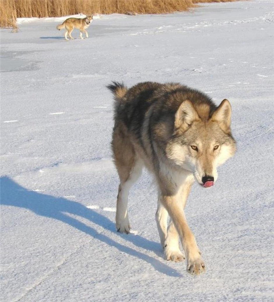 Порода Волэнд