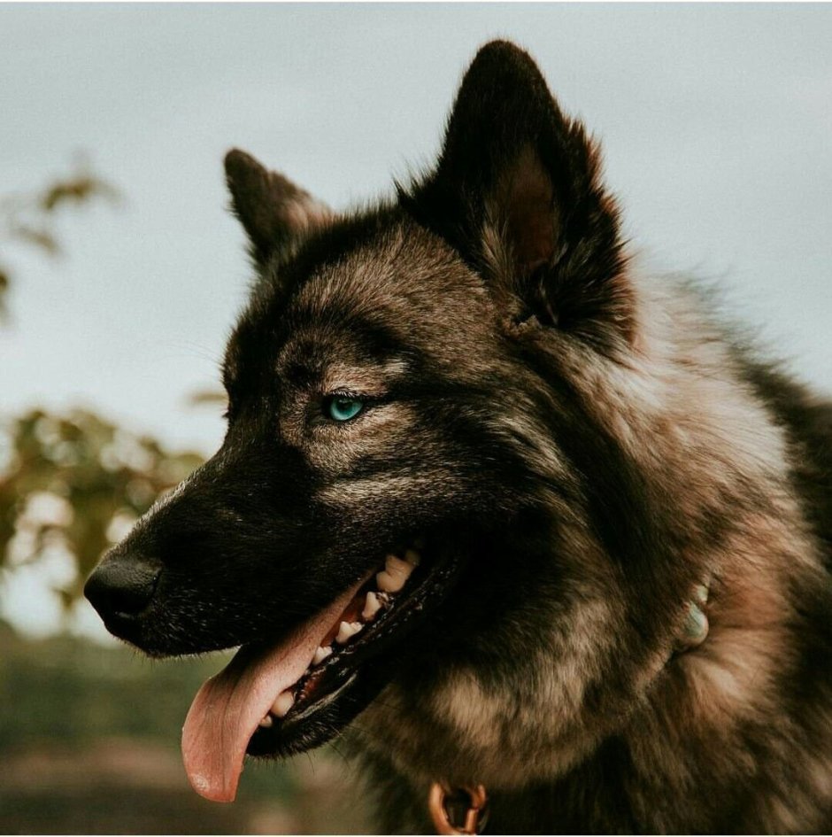 Собака вольфхунд