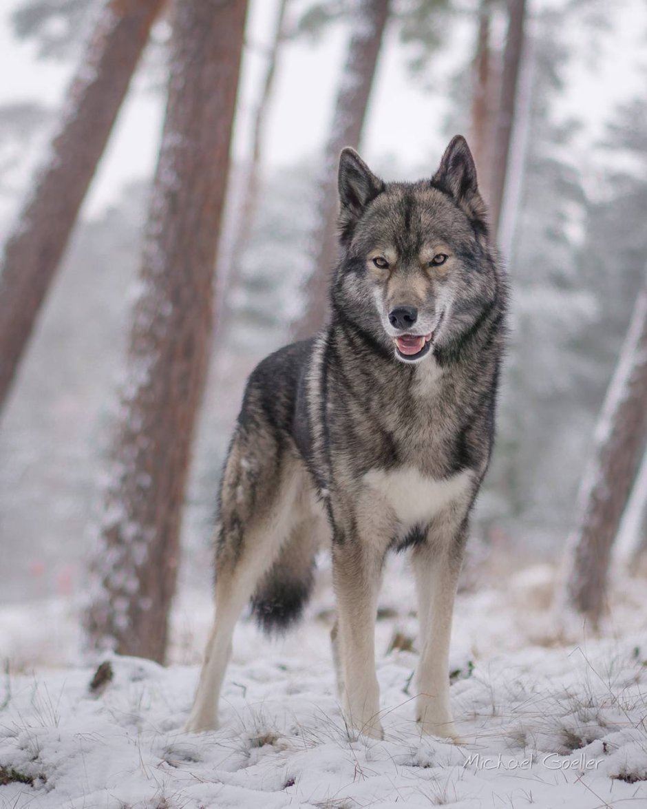 Сибирский волкособ