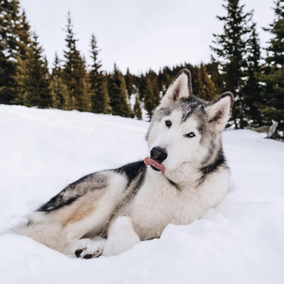 Волкособ метис хаски