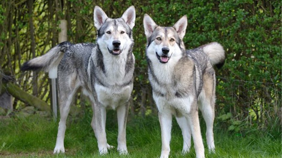 Волчья собака Сарлоса