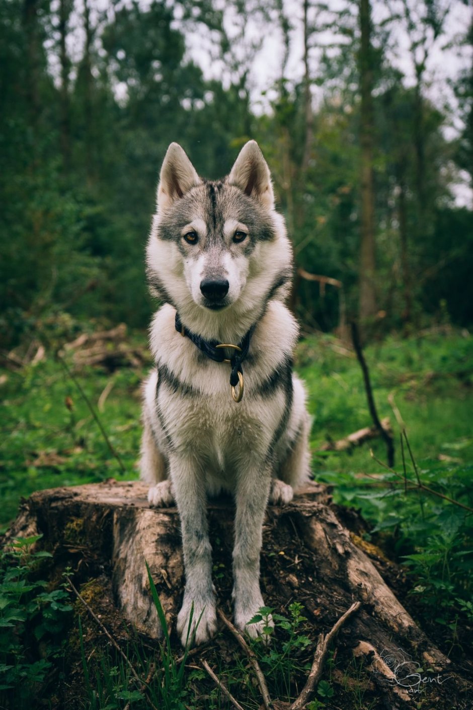 Волкособ хаски волк