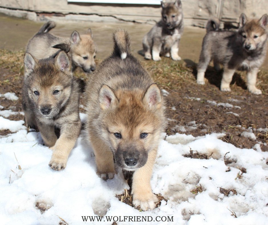 Волкособ Волэнд