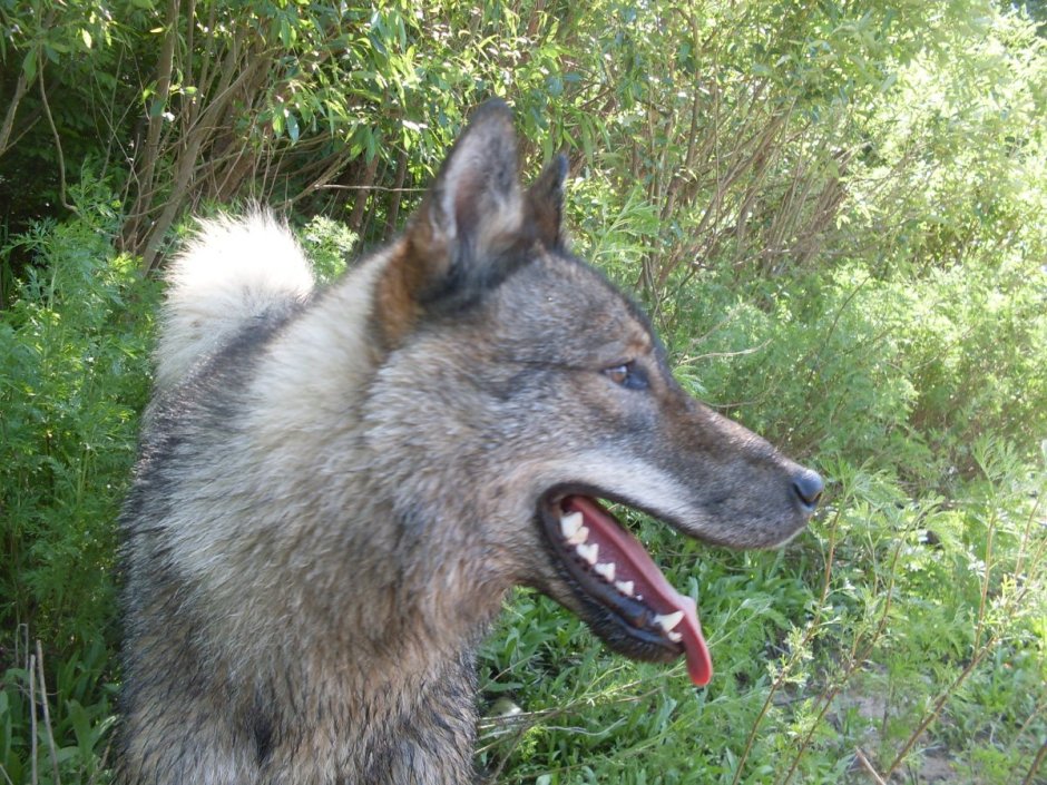 Метис лайки и волка