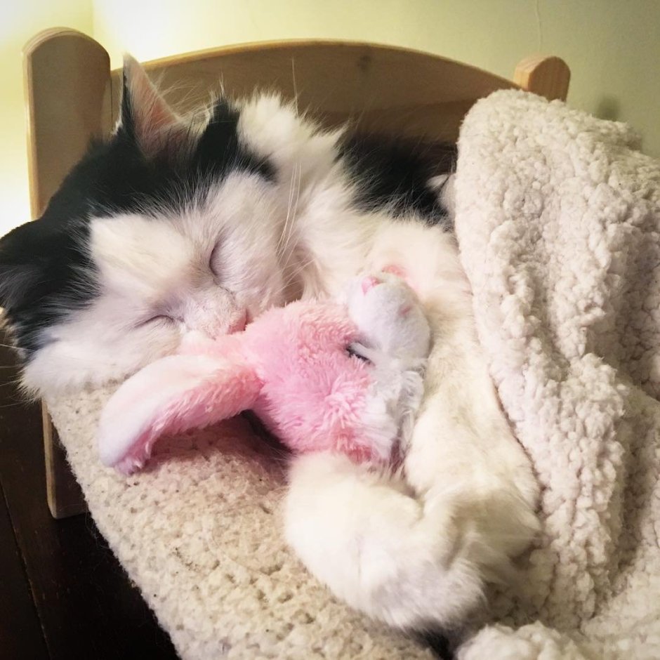 Милый котик в кровати