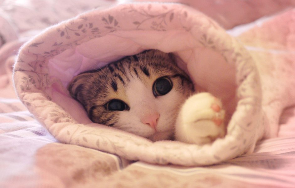 Утренний котик