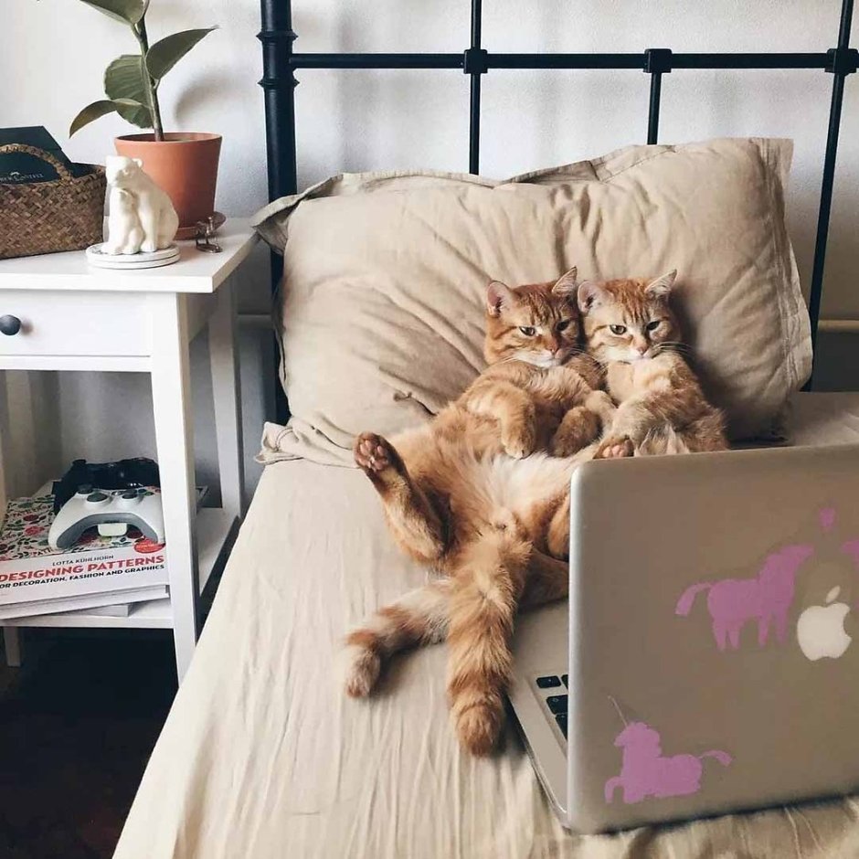 Милый светлый котенок