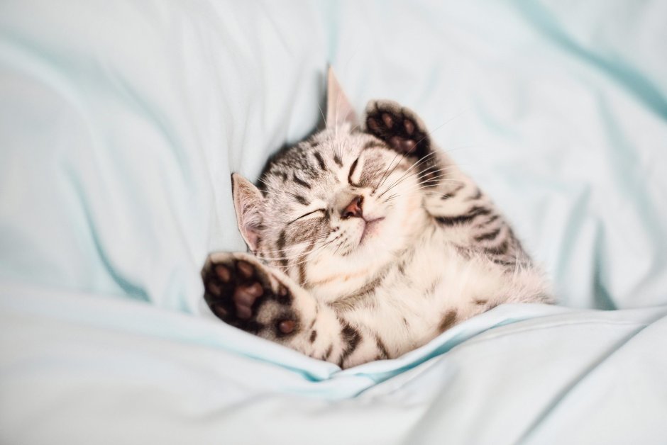 Сонный котенок