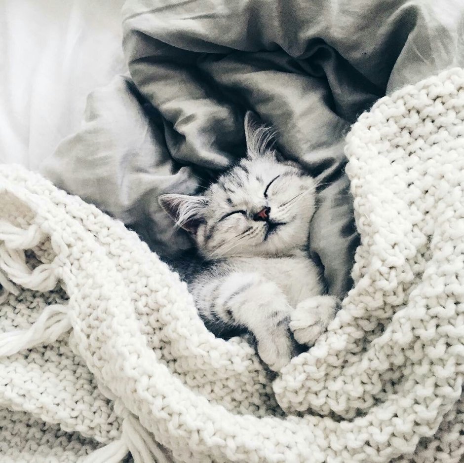 Котик под одеялом
