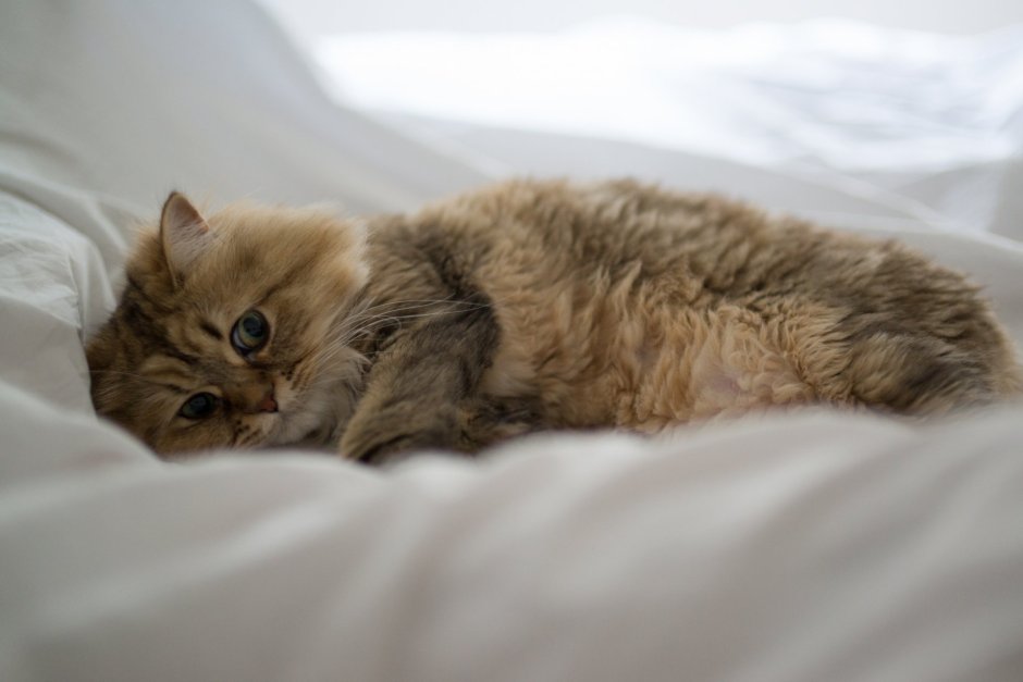 Котик в кровати