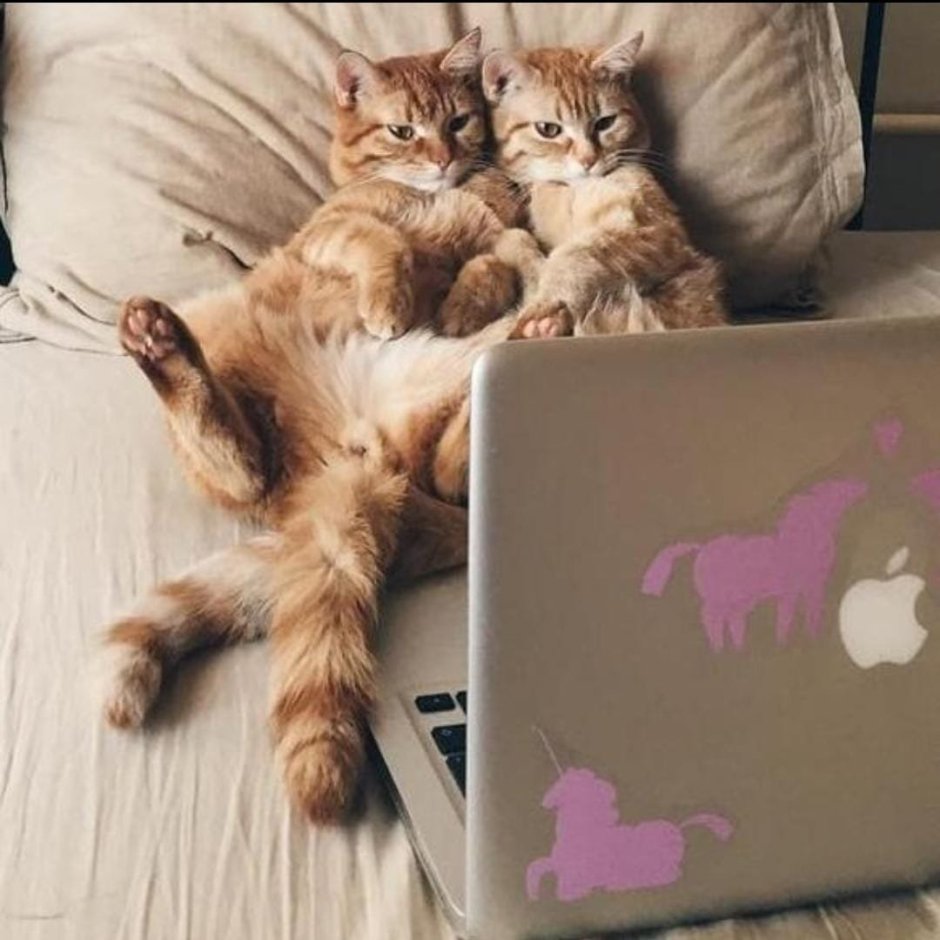 Котик с ноутбуком на кровати