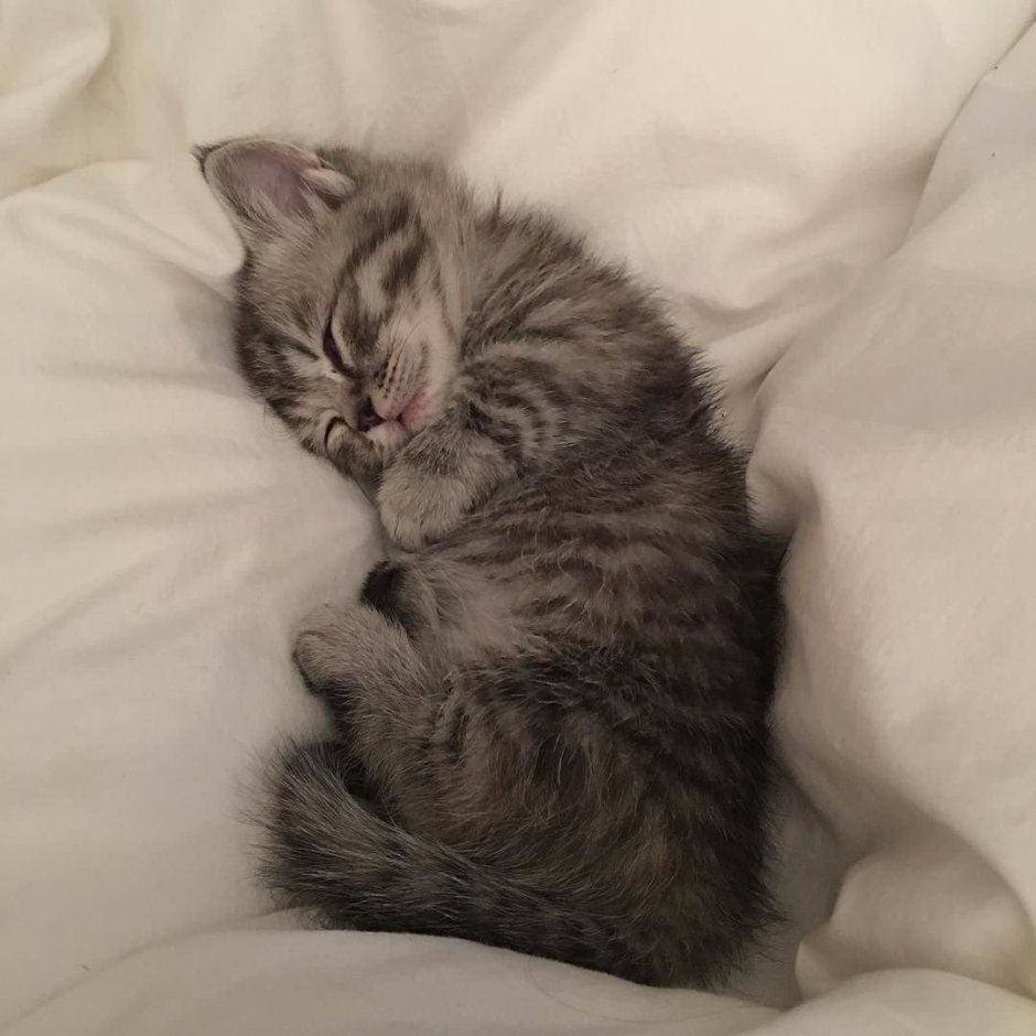 Милые спящие котики