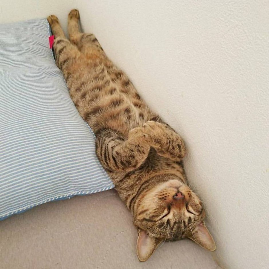 Усталая кошка