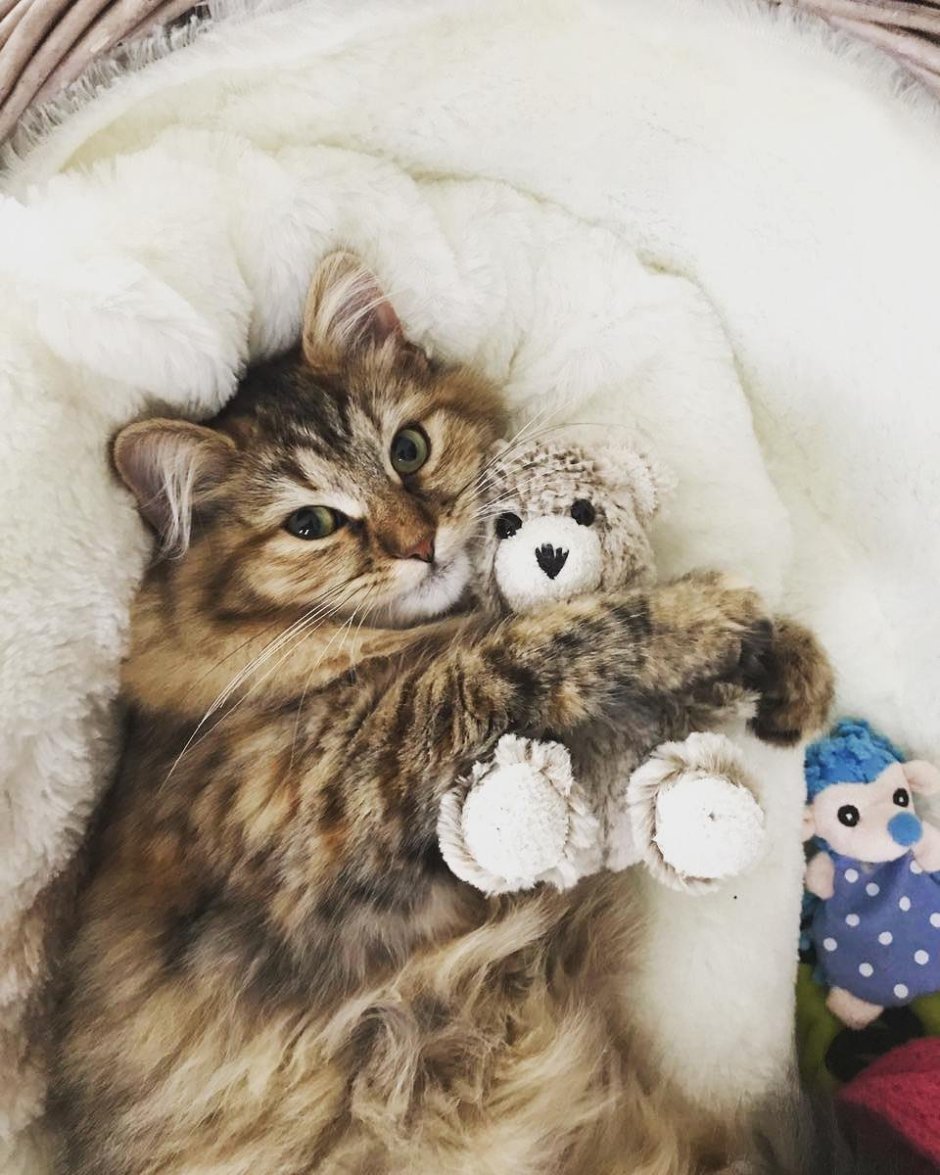 Милые котята в кровати