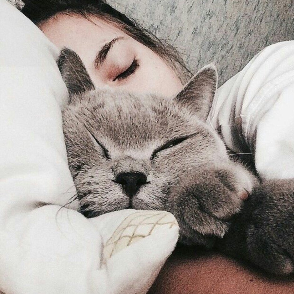 Кот лежит на девушке