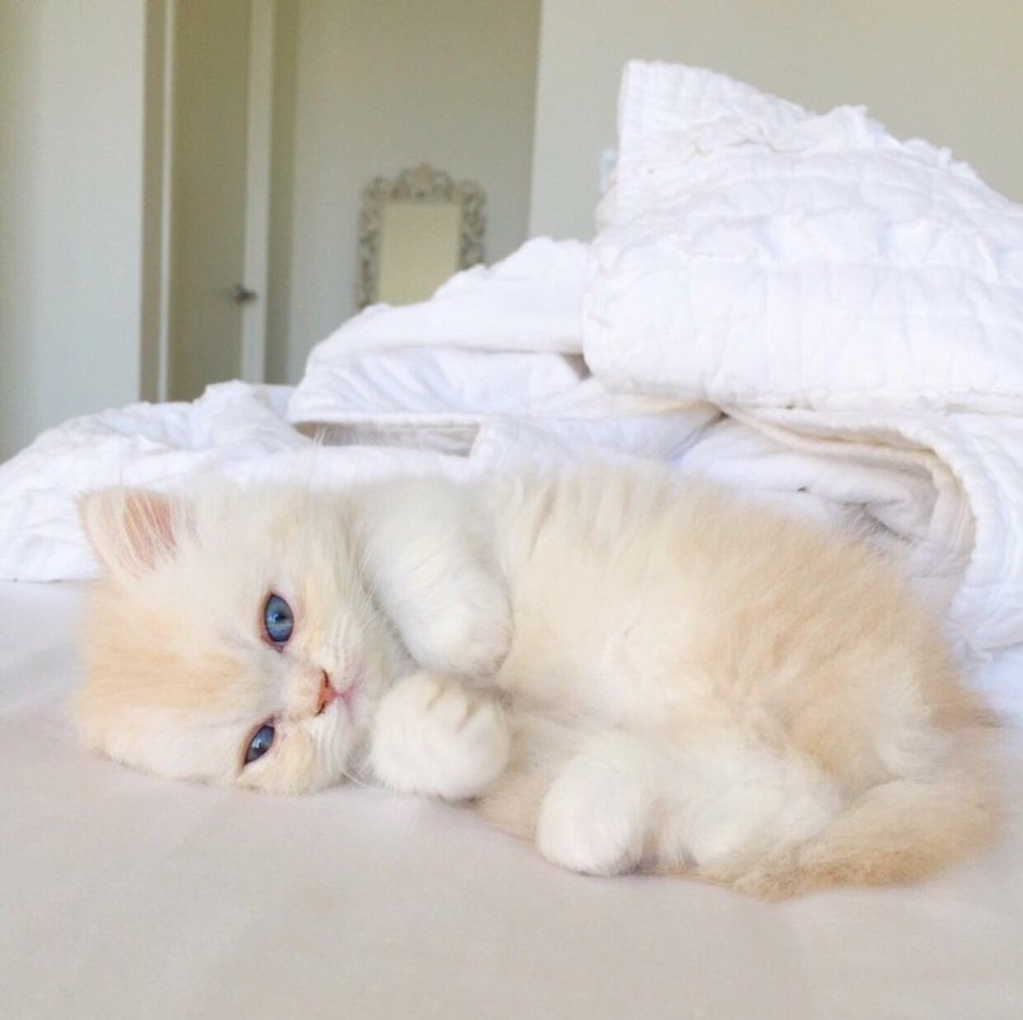 Спящий белый котенок