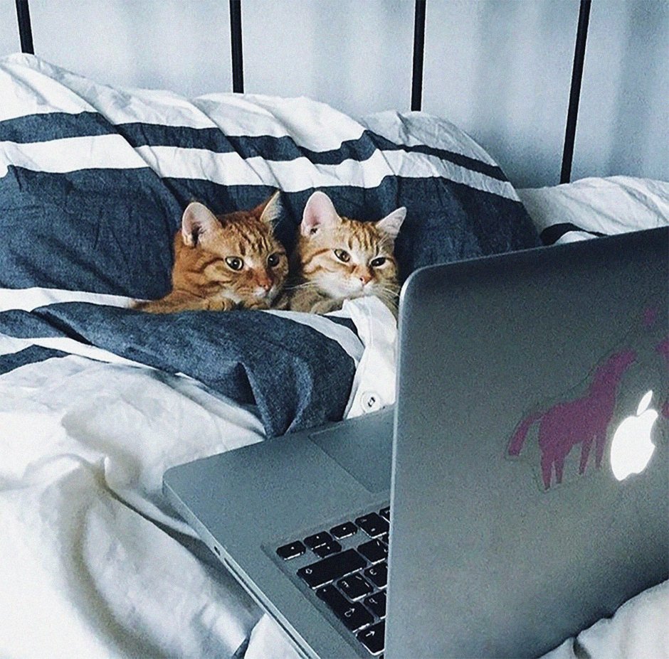 Кошка в постели