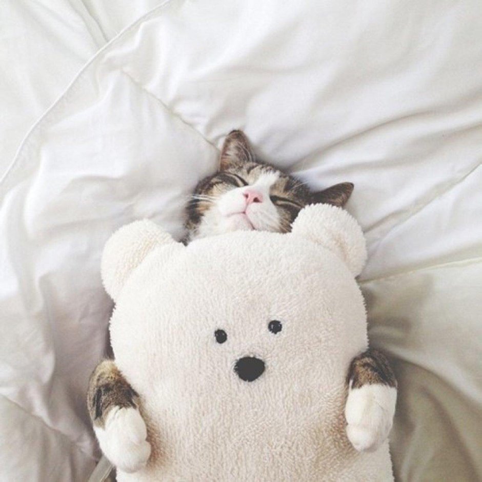 Котик спящий милый