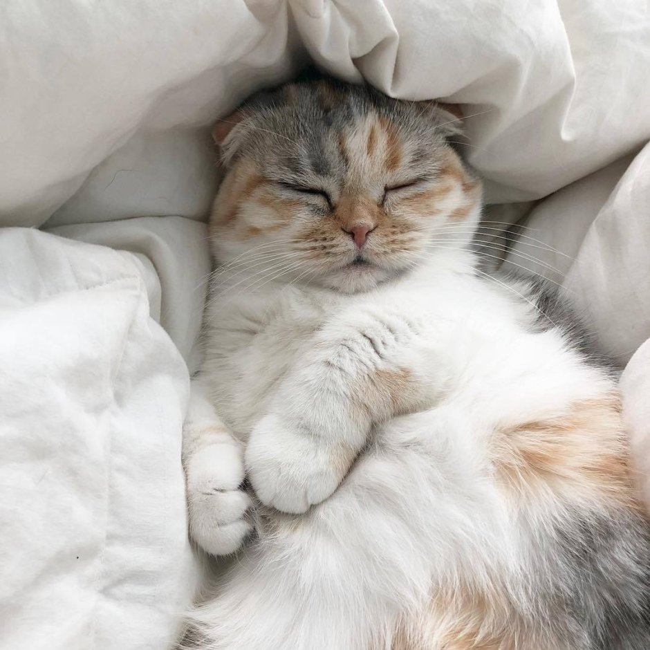 Кот мило спит