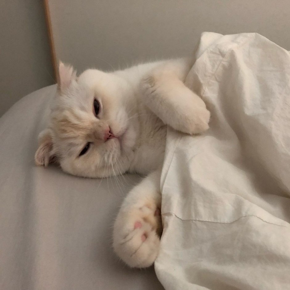 Эстетика кошки бежевый