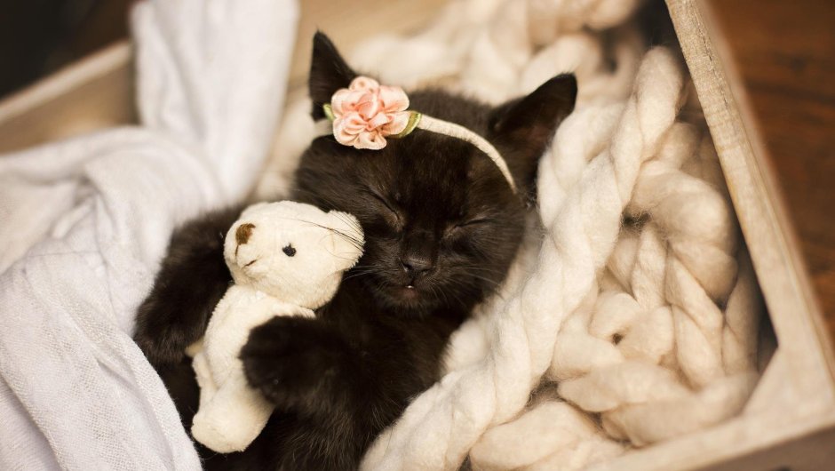 Кошки маленькие
