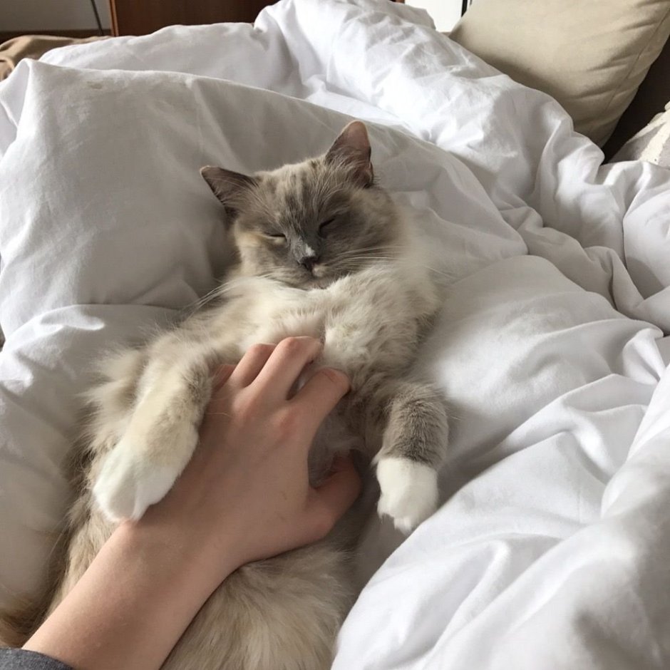 Кот Эстетика