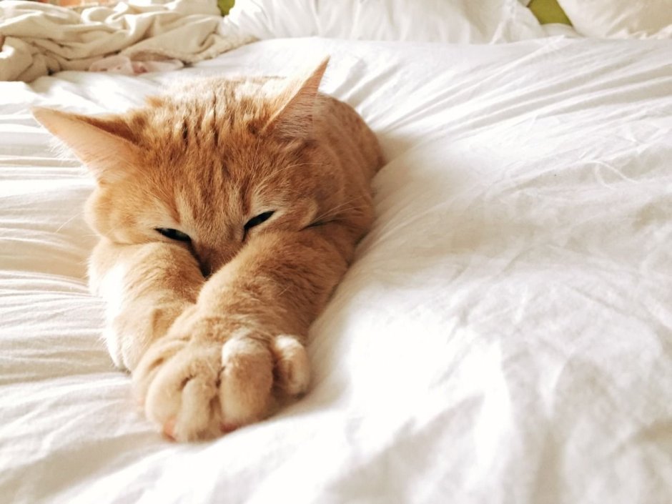 Котик потягивается