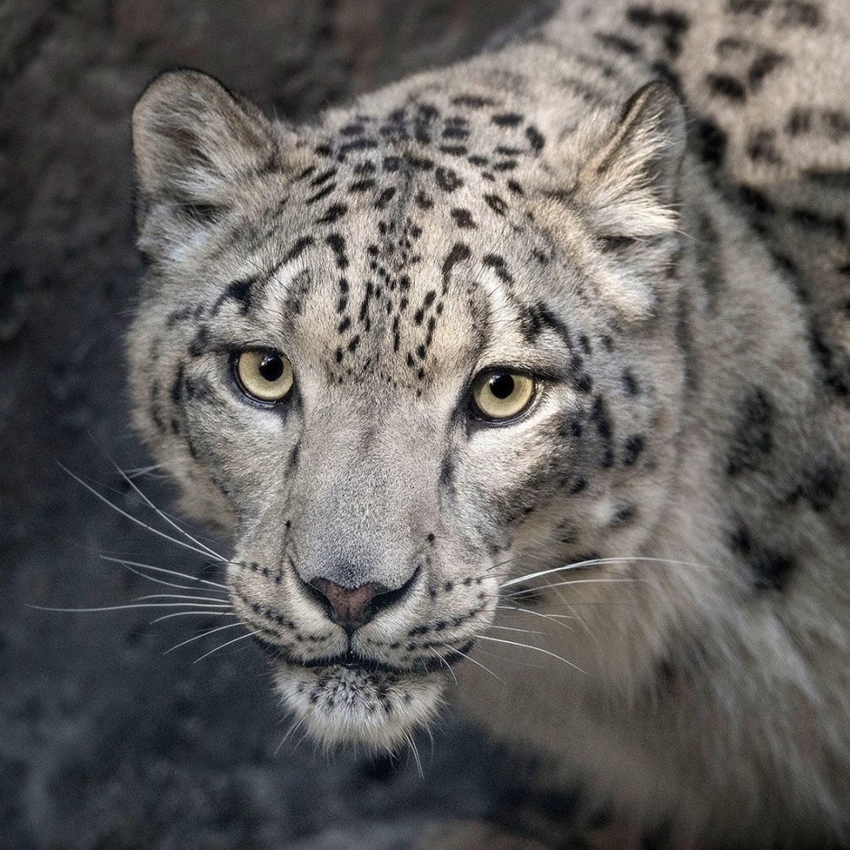 Arctic Leopard