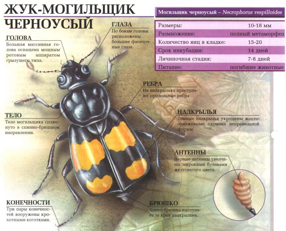 Жук черноусый могильщик