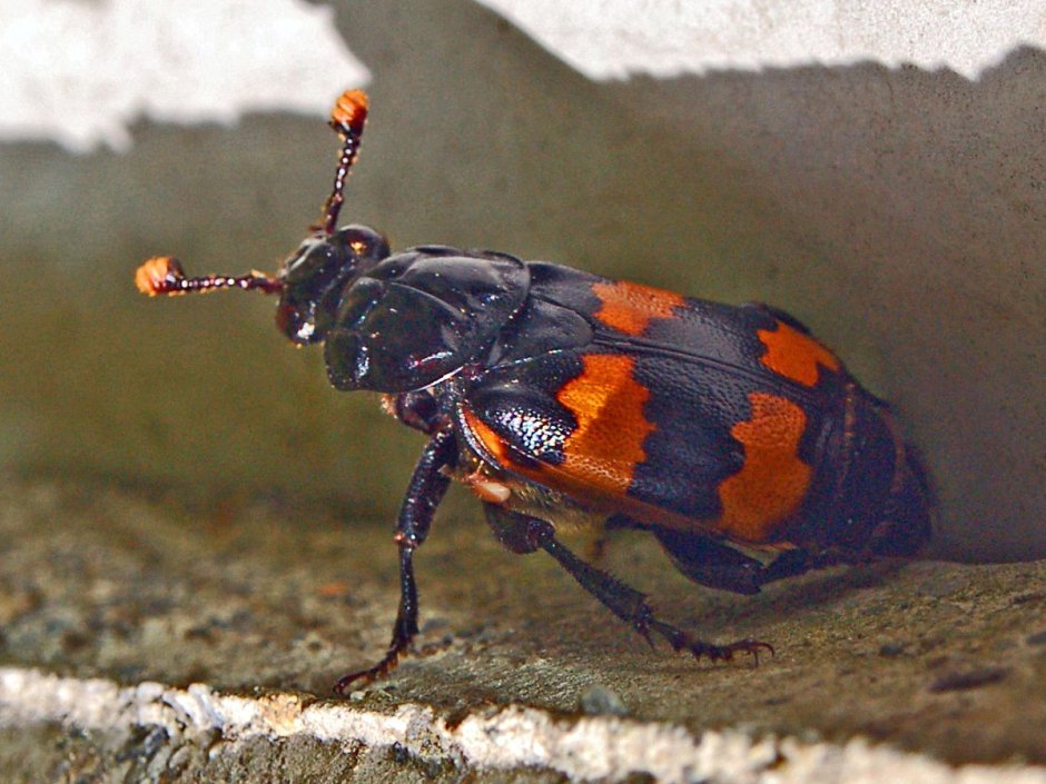 Nicrophorus vestigator