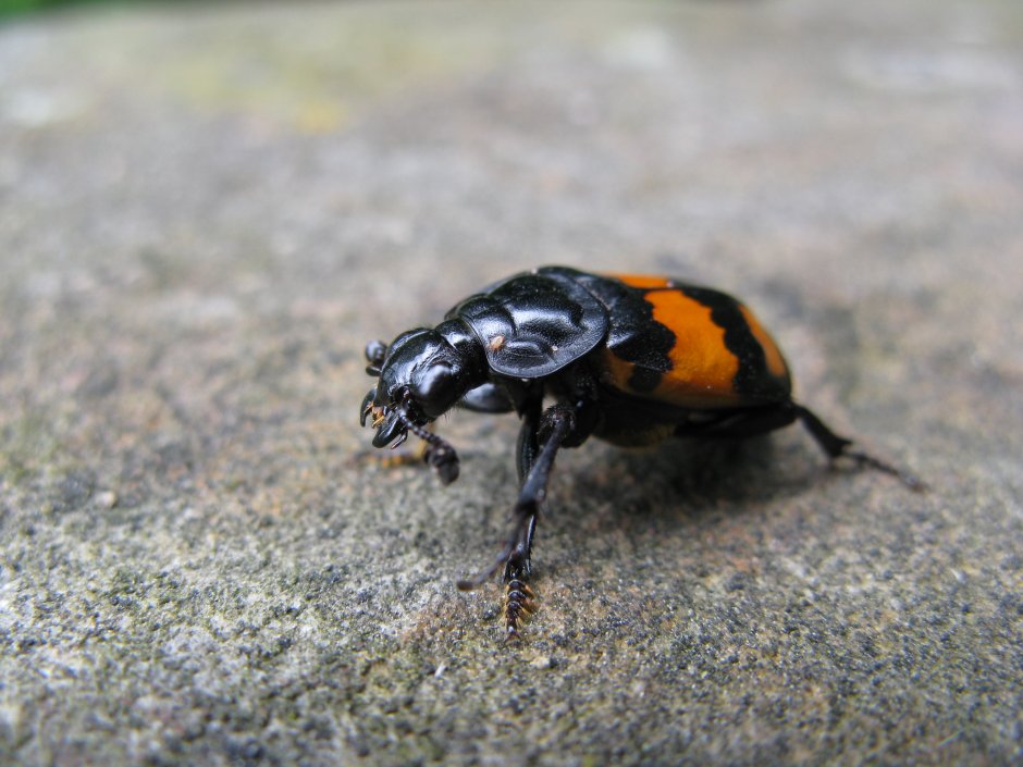 Жук Nicrophorus