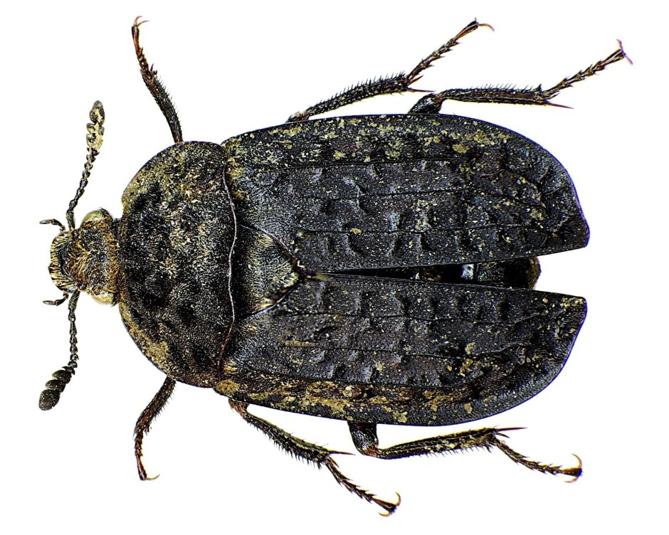 Thanatophilus rugosus