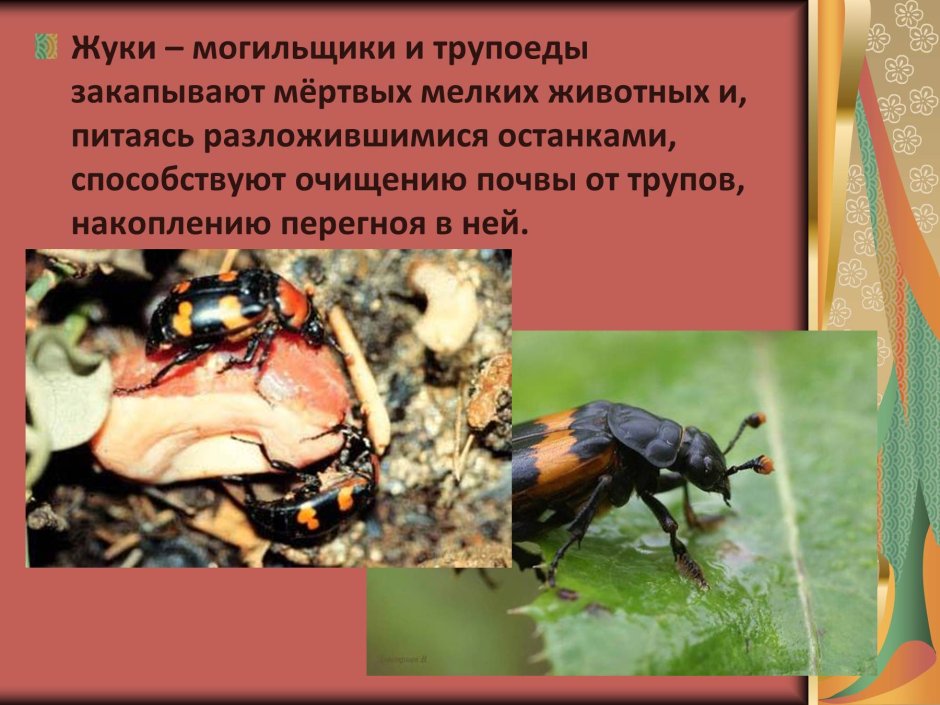 Жук могильщик санитар Луга