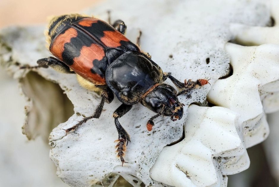 Жук мертвоед Nicrophorus