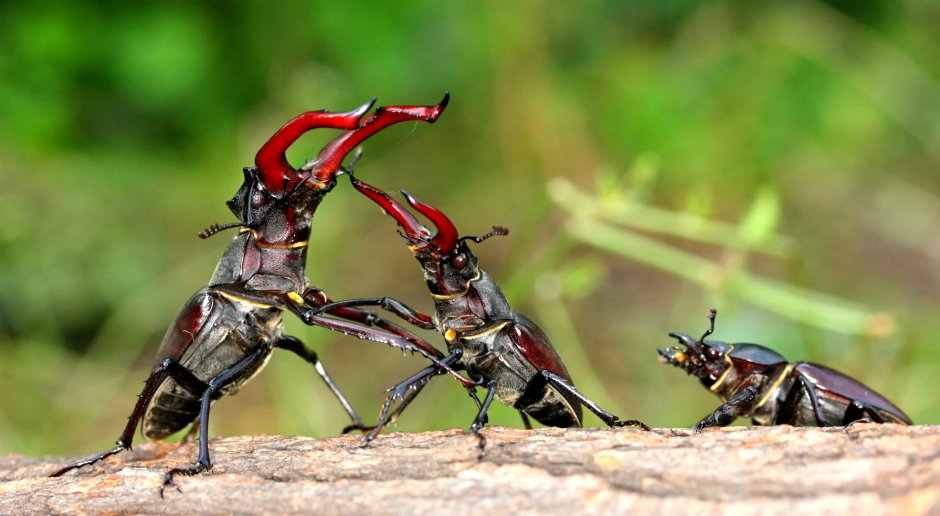 Жук-олень (Lucanus Cervus)